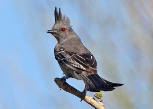 Phainopepla 6